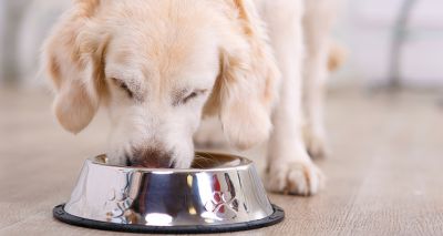 Interactive tool launched to tackle dog obesity